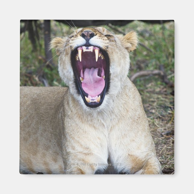 Löwe (Panthera leo), Masai Mara National Magnet (Vorne)