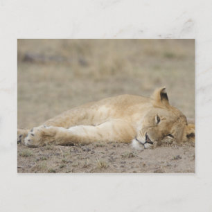 Löwe (Panthera leo), Ruhen, Masai Mara Spiel Postkarte