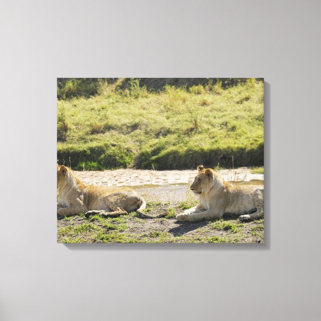 Löwe (Panthera leo), zwei junge Löwen, Masai Leinwanddruck (Vorderseite)