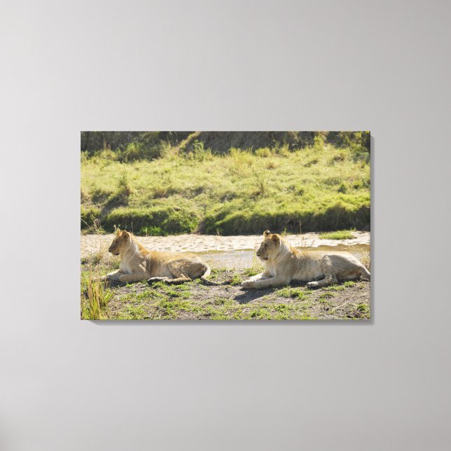 Löwe (Panthera leo), zwei junge Löwen, Masai Leinwanddruck (Vorderseite)