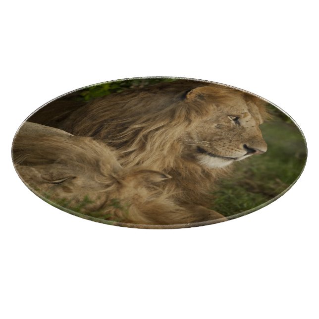 Löwe, Panthera Löwe, unteres Mara, Masai Mara GR, Schneidebrett (Ecke)