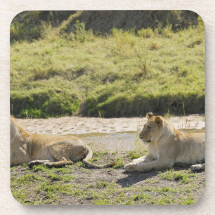Löwe (Panthera Löwe), zwei junge Löwin, Masai Untersetzer