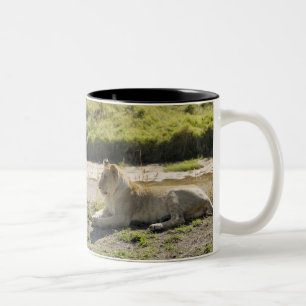 Löwe (Panthera Löwe), zwei junge Löwin, Masai Zweifarbige Tasse