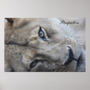 Löwe-Perspektiven-Plakat Poster