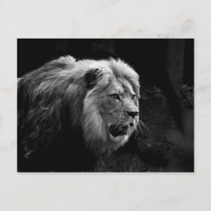 löwe postkarte
