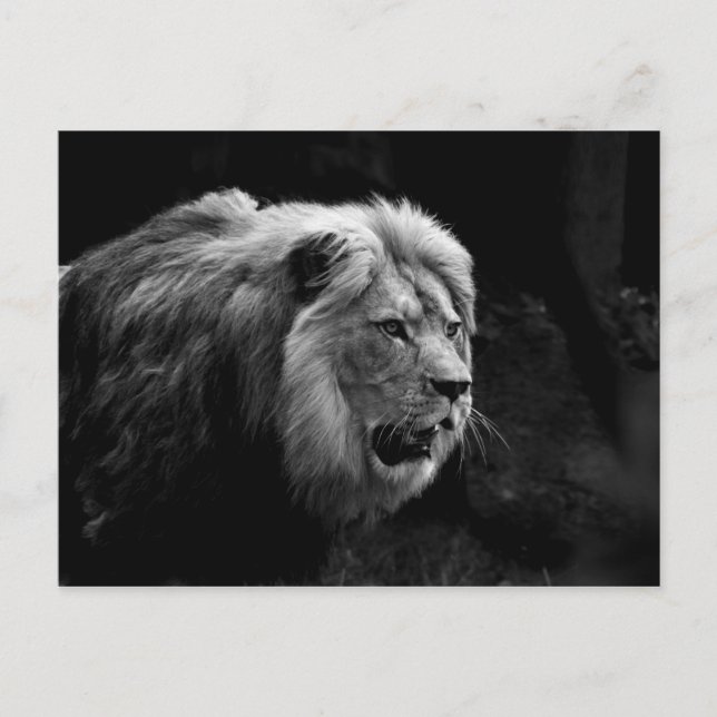 löwe postkarte (Vorderseite)