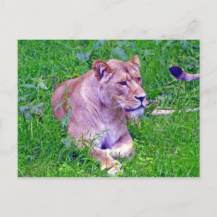 Löwe Postkarte