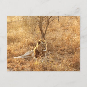 Löwe Postkarte