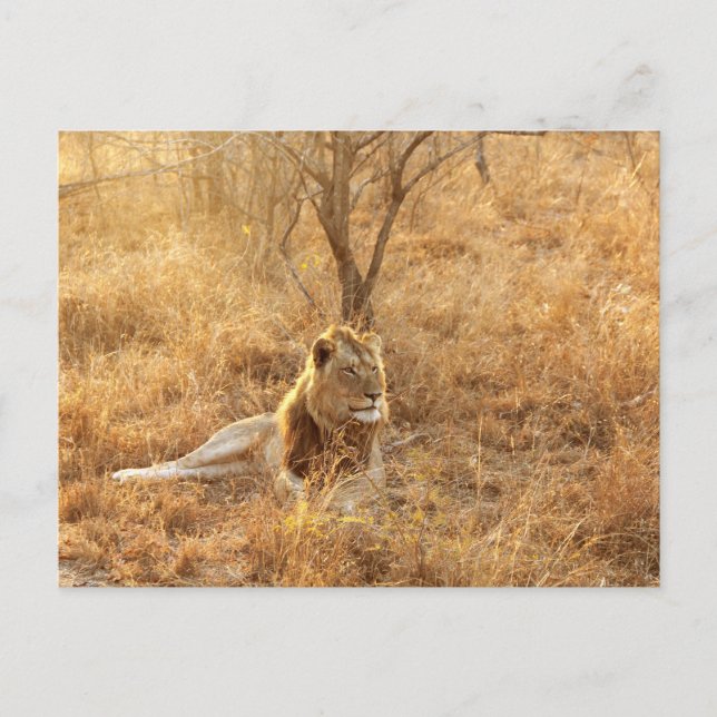 Löwe Postkarte (Vorderseite)