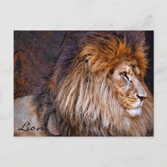 Löwe [Postkarte] ポ ト ド Postkarte (Vorderseite)