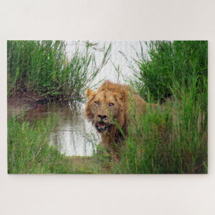 Löwe Puzzle