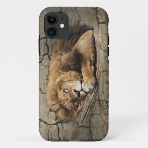 Löwe schlafend Tier Wildkatze Stein Case-Mate iPhone Hülle