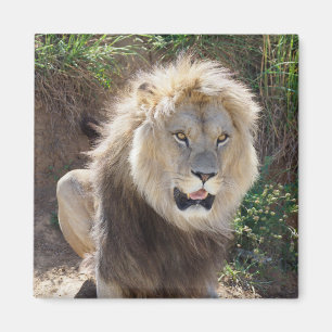 Löwe sitzt auf den Felsen Magnet