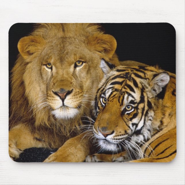 Löwe und ein Tiger Mousepad (Vorne)