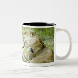 Löwe und Löwin, Afrika 2 Zweifarbige Tasse