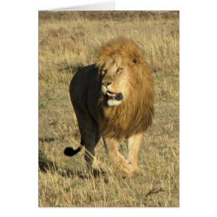 (Löwe-Verein-) Löwe-Gehen (Masai Mara, Kenia)