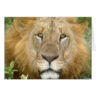 (Löwe-Verein-) Löwe-Gesicht (See Nakuru, Kenia)