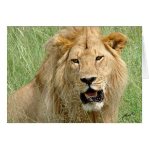 (Löwe-Verein-) Löwe-König (Serengeti, Tansania)