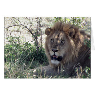 (Löwe-Verein-) Löwe-König (Serengeti, Tansania)