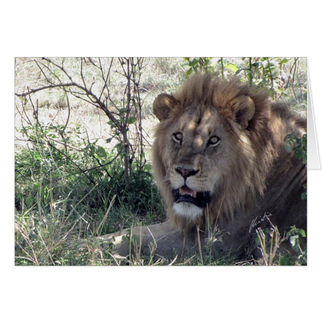 (Löwe-Verein-) Löwe-König (Serengeti, Tansania) (Vorderseite (Horizontal))