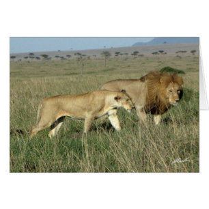 (Löwe-Verein-) Löwe-Paare (Masais Mara, Kenia)