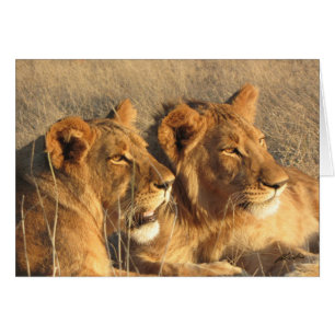 (Löwe-Verein-) Löwe-Paare SEITE (Sambesi NP,
