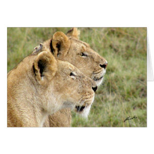 (Löwe-Verein-) Löwen "Ausblick" (Masai Mara)