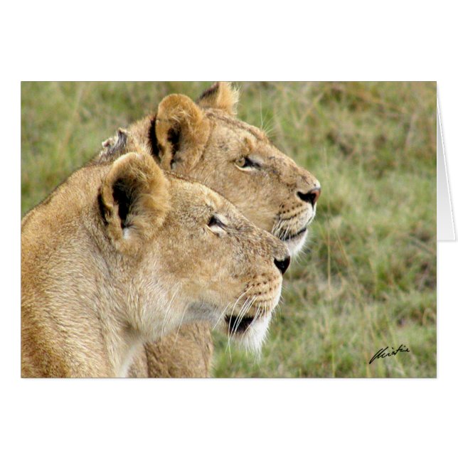 (Löwe-Verein-) Löwen "Ausblick" (Masai Mara) (Vorderseite (Horizontal))