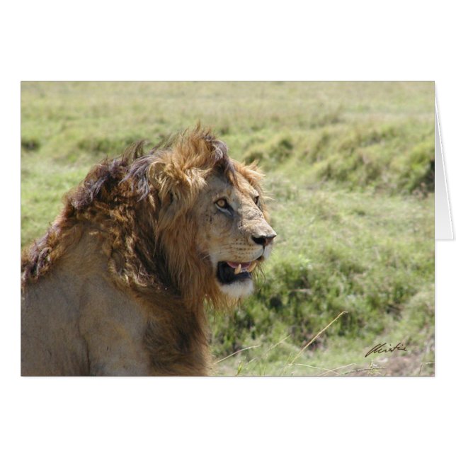 (Löwe-Vereine) majestätischer Löwe (Masai Mara, (Vorderseite (Horizontal))