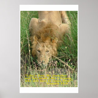 Löwe, versteckt poster