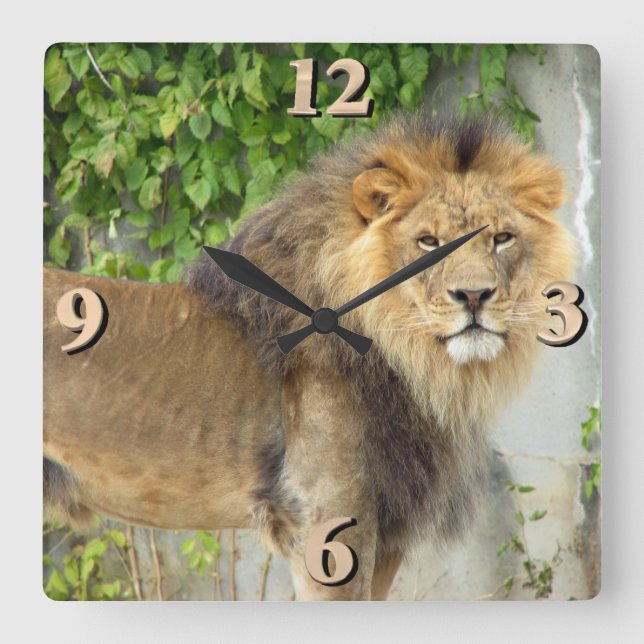 Löwe von Maasai Mara 2 Quadratische Wanduhr (Vorderseite)