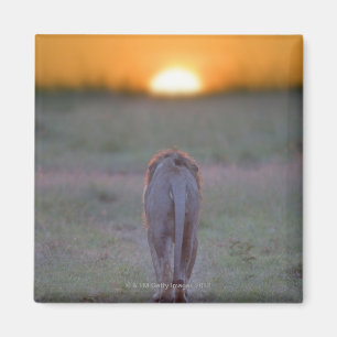 Löwegehen Magnet