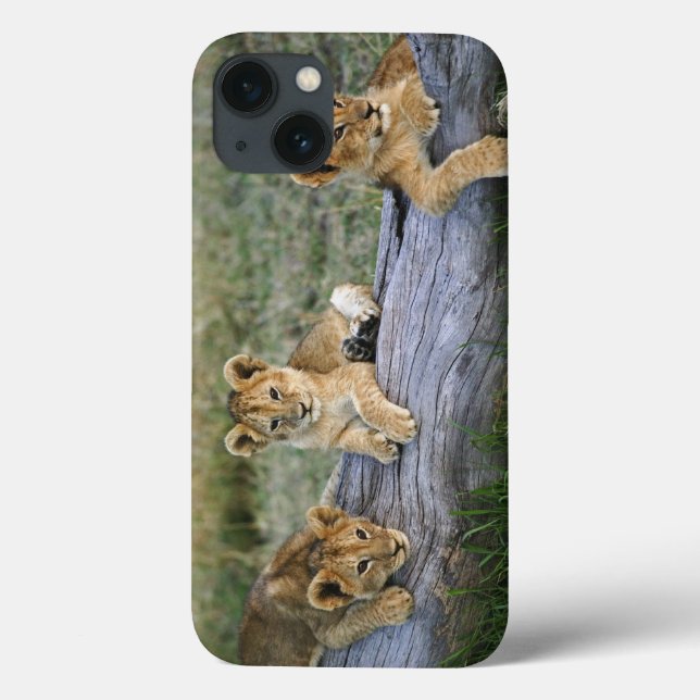 Löwejunge auf Klotz, Panthera Löwe, Masai Mara, 2 Case-Mate iPhone Hülle (Rückseite)