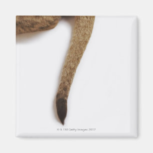 Löwejunges (Panthera Löwe) gegen Weiß Magnet