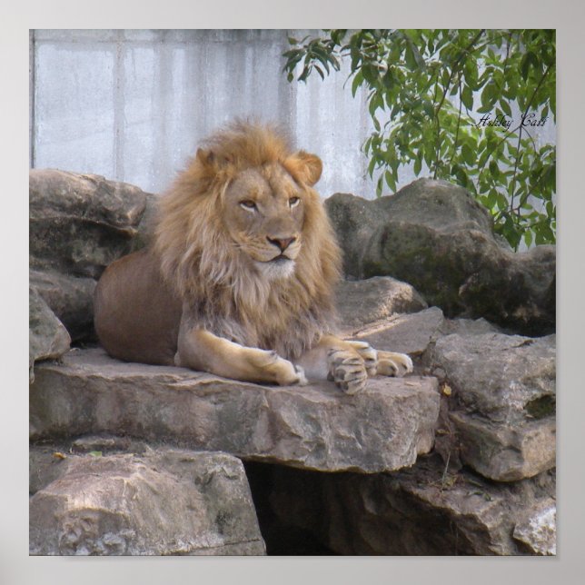 Löwen1-Poster Poster (Vorne)