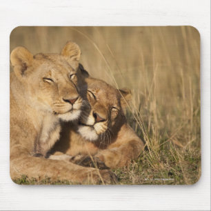 Löwen Afrika, Kenia, Masai-Mara Spiel-Reserve Mousepad