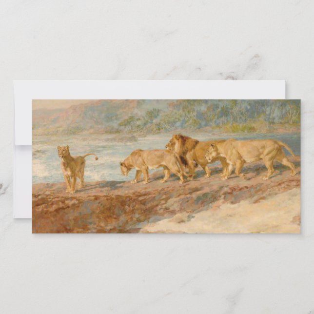 Löwen auf der Bank eines afrikanischen Flusses Karte (Vorderseite)