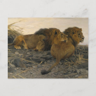Löwen auf der Lauer von Wilhelm Kuhnert Postkarte