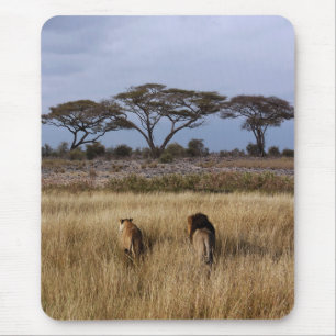 Löwen auf einem schlichten Afrika Mousepad