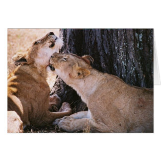 Löwen in den Serengeti