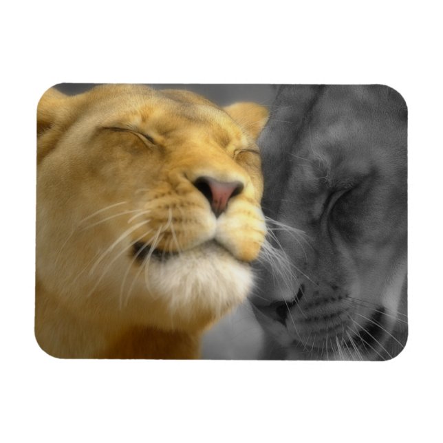 Löwen in Liebe Magnet (Horizontal)