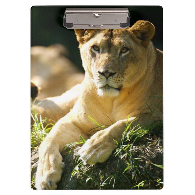 Löwen Klemmbrett (Vorderseite)