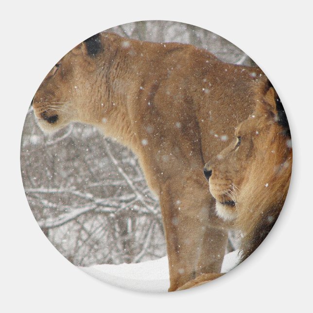Löwen Magnet (Vorne)