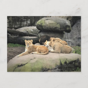 Löwen napping im Zoo Postkarte