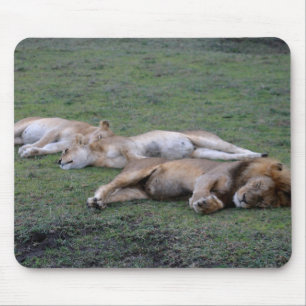 Löwen napping - Mousepad