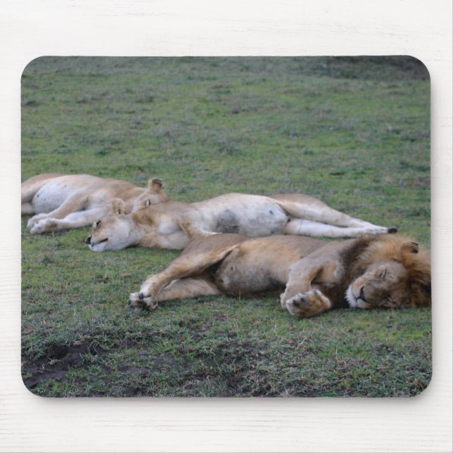 Löwen napping - Mousepad (Vorne)