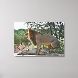 Löwen paaren, Panthera leo, Kgalagadi Leinwanddruck