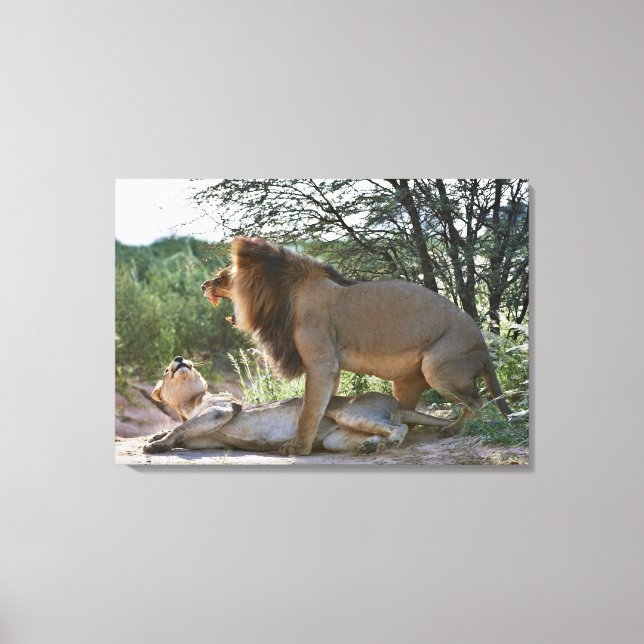 Löwen paaren, Panthera leo, Kgalagadi Leinwanddruck (Vorderseite)