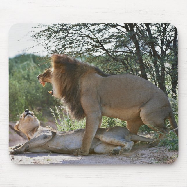 Löwen paaren, Panthera leo, Kgalagadi Mousepad (Vorne)