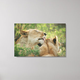 Löwen, Panthera leo grooming, Südafrika Leinwanddruck